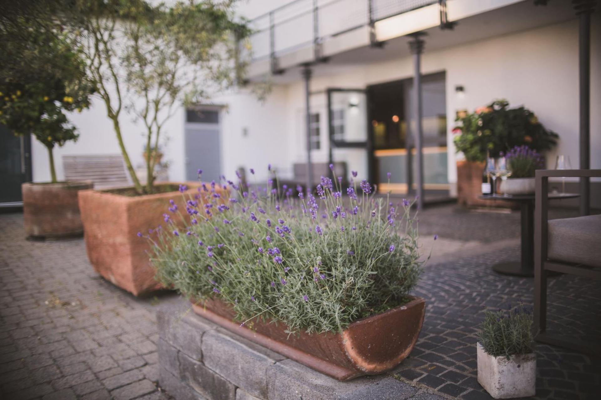 Weingut Gehlen-Cornelius Hotel Brauneberg Ngoại thất bức ảnh
